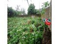 plot-of-land-on-sale-in-limbe-small-1