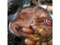 crayfish-dried-fish-and-snails-for-sale-small-3
